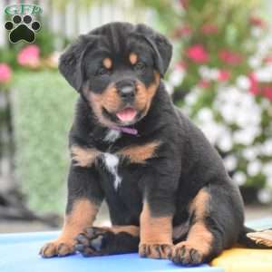 Aurora, Bernese Mountain Dog Mix Puppy